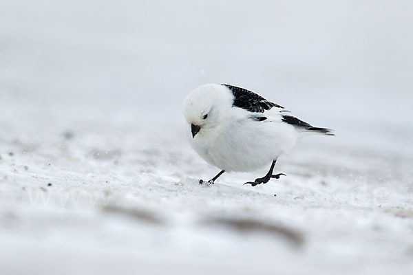 Schneeammer (Plectrophenax nivalis)