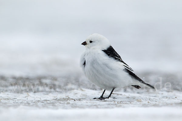 Schneeammer (Plectrophenax nivalis)