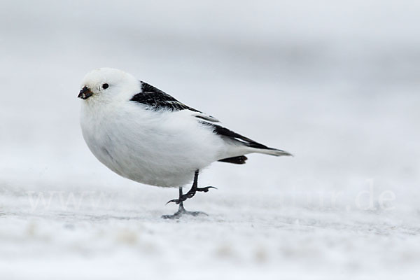 Schneeammer (Plectrophenax nivalis)