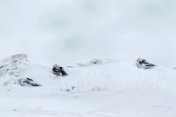 Schneeammer (Plectrophenax nivalis)