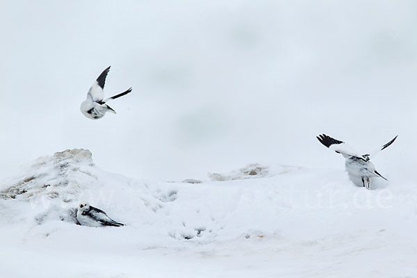 Schneeammer (Plectrophenax nivalis)