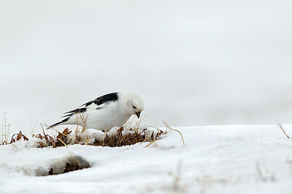 Schneeammer (Plectrophenax nivalis)