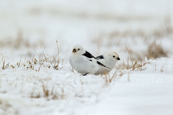 Schneeammer (Plectrophenax nivalis)