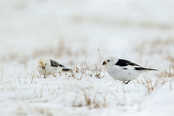 Schneeammer (Plectrophenax nivalis)