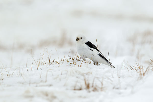 Schneeammer (Plectrophenax nivalis)