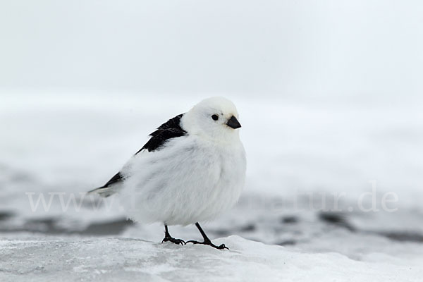 Schneeammer (Plectrophenax nivalis)