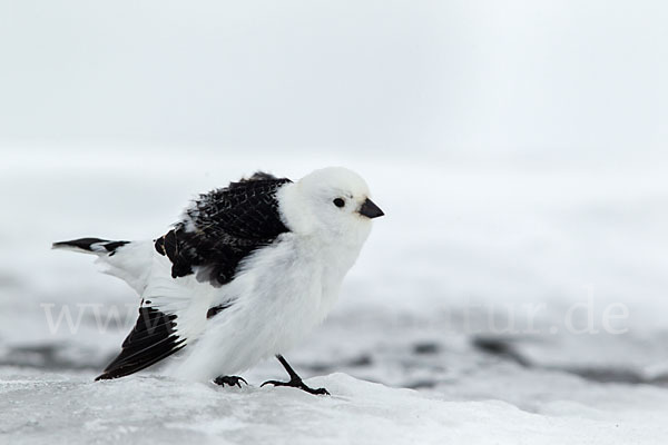 Schneeammer (Plectrophenax nivalis)