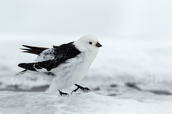 Schneeammer (Plectrophenax nivalis)