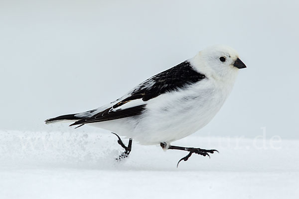 Schneeammer (Plectrophenax nivalis)