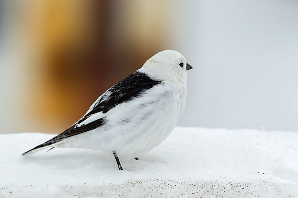 Schneeammer (Plectrophenax nivalis)