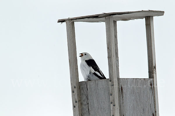 Schneeammer (Plectrophenax nivalis)