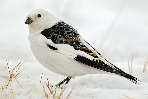 Schneeammer (Plectrophenax nivalis)