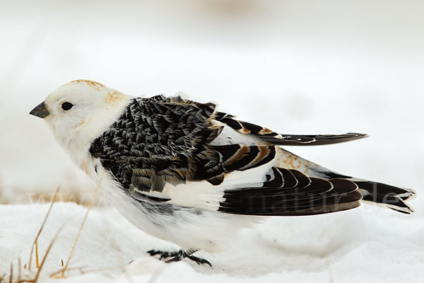 Schneeammer (Plectrophenax nivalis)