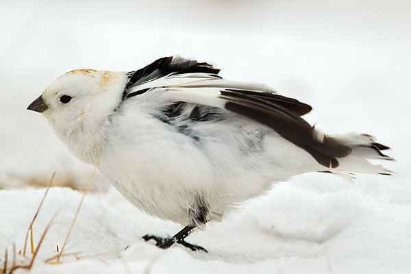 Schneeammer (Plectrophenax nivalis)