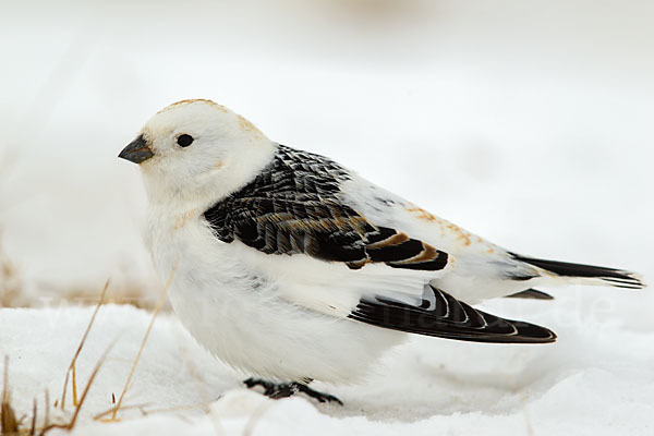 Schneeammer (Plectrophenax nivalis)