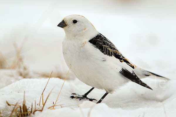 Schneeammer (Plectrophenax nivalis)