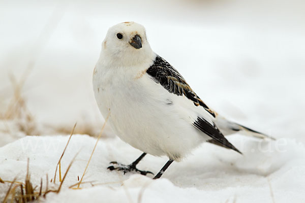 Schneeammer (Plectrophenax nivalis)