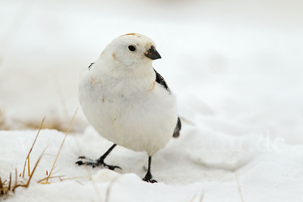 Schneeammer (Plectrophenax nivalis)