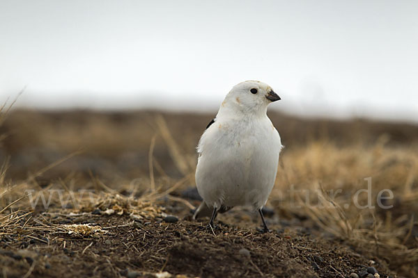 Schneeammer (Plectrophenax nivalis)