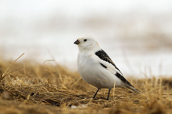 Schneeammer (Plectrophenax nivalis)