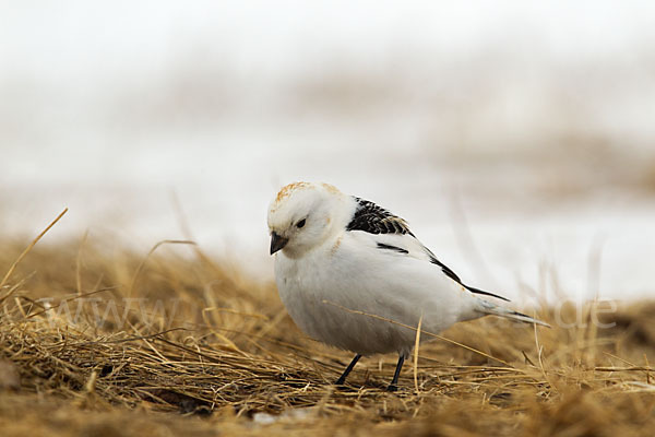 Schneeammer (Plectrophenax nivalis)