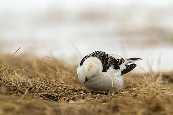 Schneeammer (Plectrophenax nivalis)