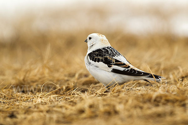 Schneeammer (Plectrophenax nivalis)