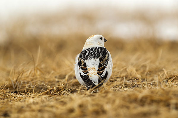 Schneeammer (Plectrophenax nivalis)