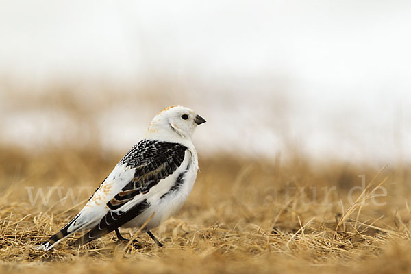 Schneeammer (Plectrophenax nivalis)