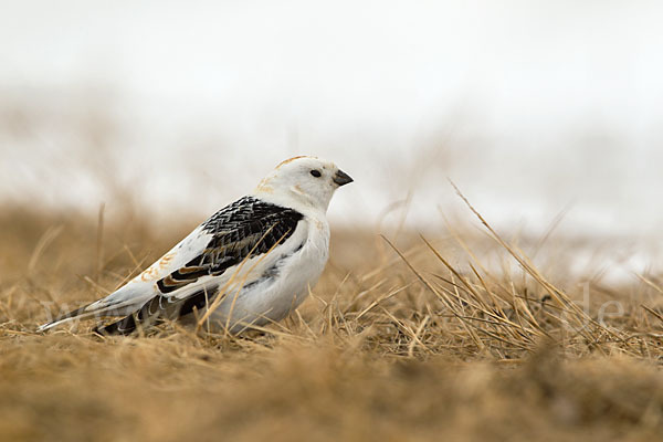 Schneeammer (Plectrophenax nivalis)