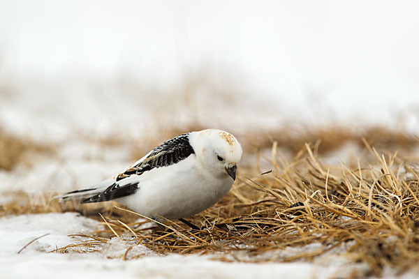 Schneeammer (Plectrophenax nivalis)