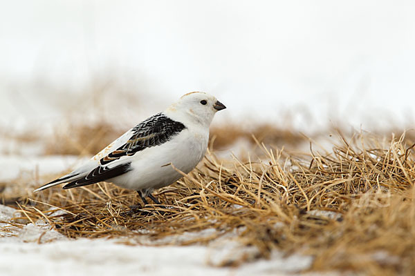 Schneeammer (Plectrophenax nivalis)