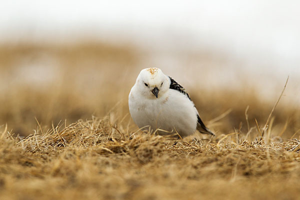 Schneeammer (Plectrophenax nivalis)