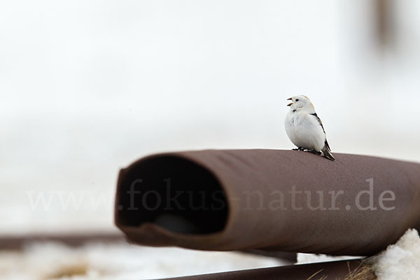 Schneeammer (Plectrophenax nivalis)