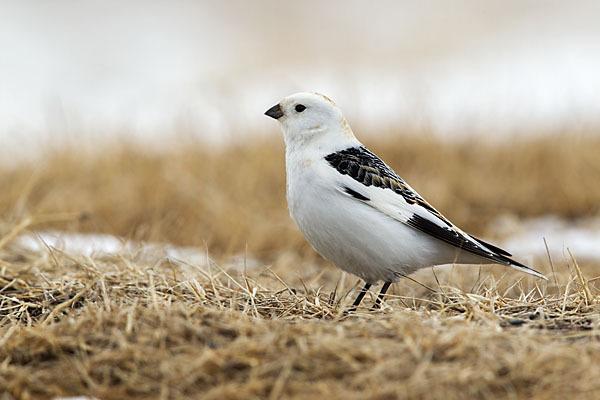 Schneeammer (Plectrophenax nivalis)