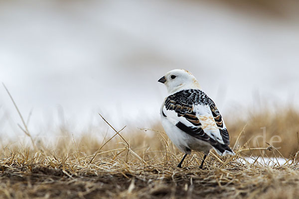 Schneeammer (Plectrophenax nivalis)