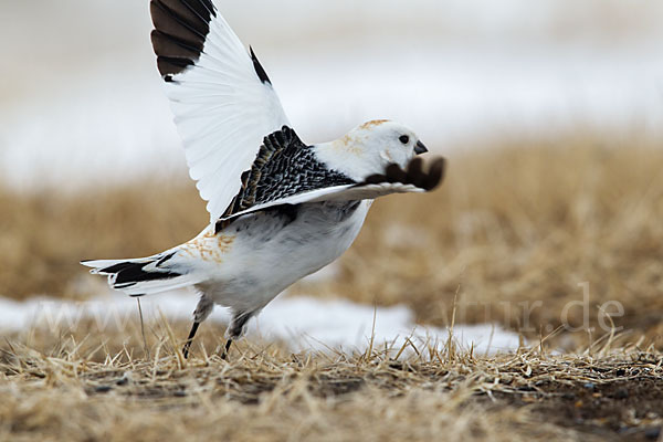 Schneeammer (Plectrophenax nivalis)