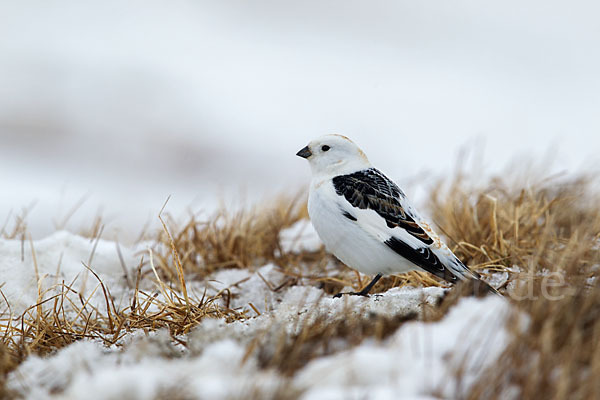 Schneeammer (Plectrophenax nivalis)