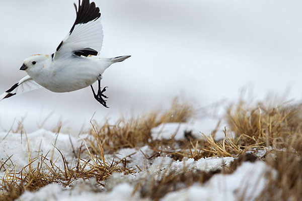 Schneeammer (Plectrophenax nivalis)