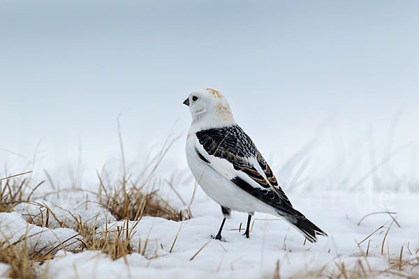 Schneeammer (Plectrophenax nivalis)