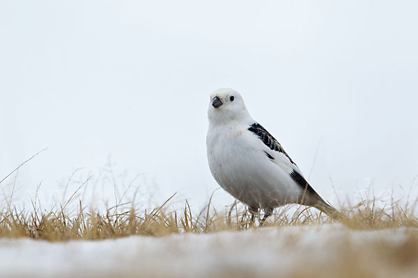 Schneeammer (Plectrophenax nivalis)