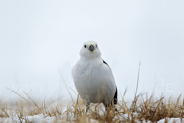 Schneeammer (Plectrophenax nivalis)