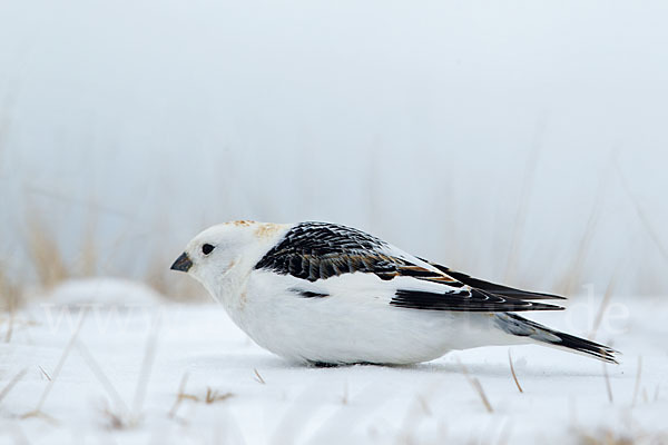 Schneeammer (Plectrophenax nivalis)