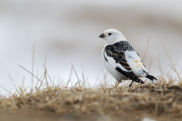 Schneeammer (Plectrophenax nivalis)