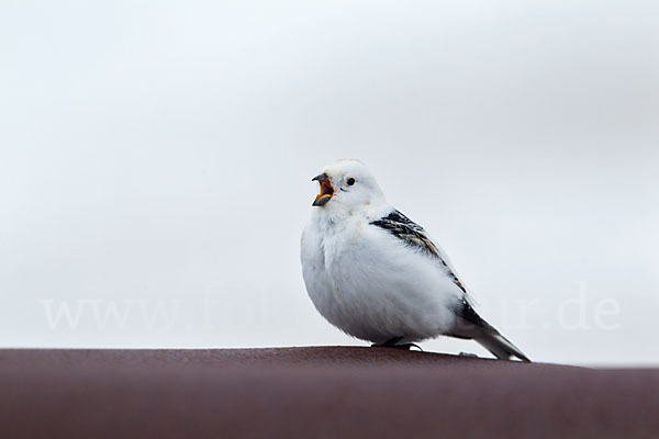 Schneeammer (Plectrophenax nivalis)