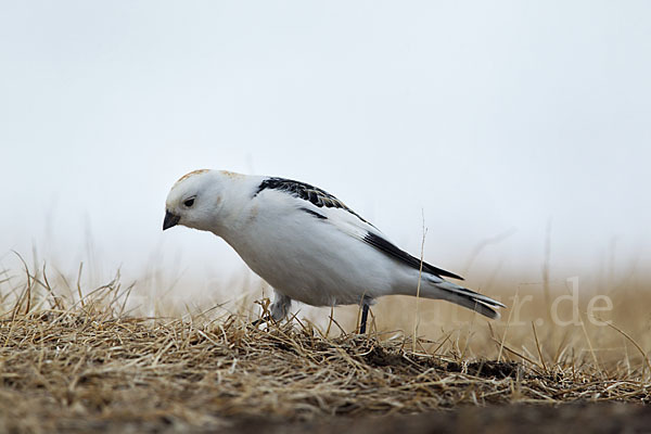 Schneeammer (Plectrophenax nivalis)