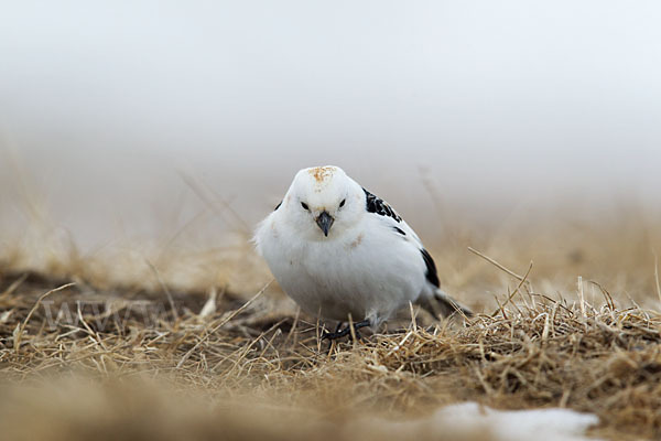 Schneeammer (Plectrophenax nivalis)