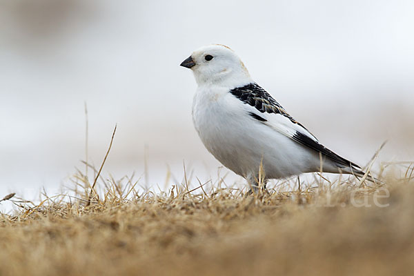 Schneeammer (Plectrophenax nivalis)