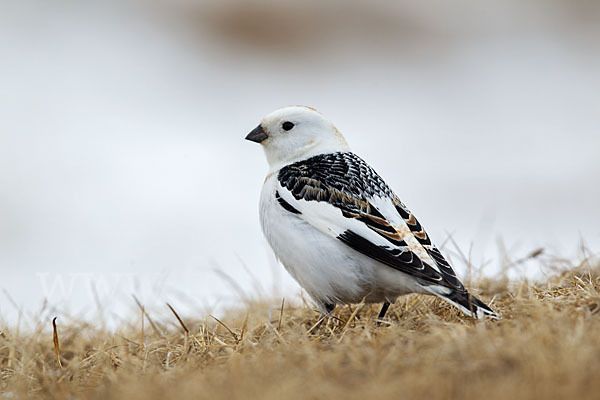 Schneeammer (Plectrophenax nivalis)