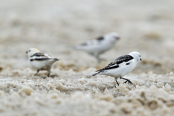 Schneeammer (Plectrophenax nivalis)